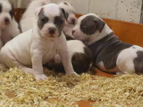 amerikaanse bulldog pup